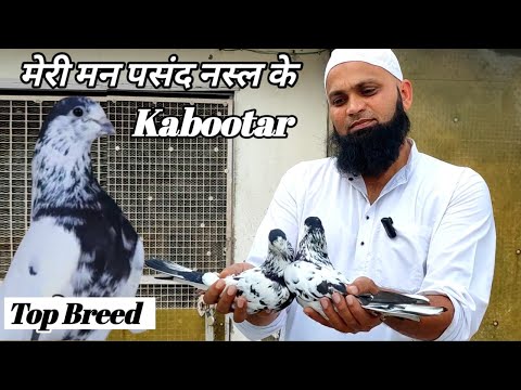 Top Rare High Flying Pigeons Breed ? 35 Wale Kabootar ? Arshad idrisi Pigeons