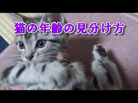 猫の年齢の見分け方、調べ方