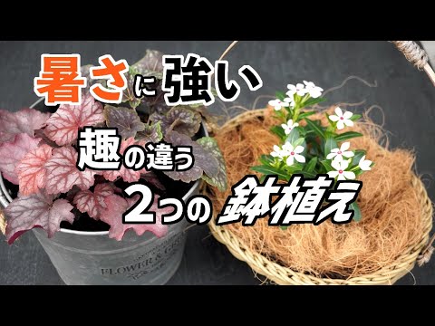 暑さに強いニチニチソウとヒューケラで趣の違う2つの鉢植えを作ってみた