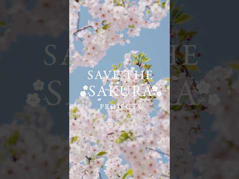 【SAVE THE SAKURA PROJECT】ソメイヨシノを後世に残すためのアクション #botanist #SAVETHESAKURAPROJECT