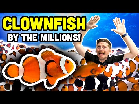 Touring a MASSIVE Clownfish Breeding Facility!