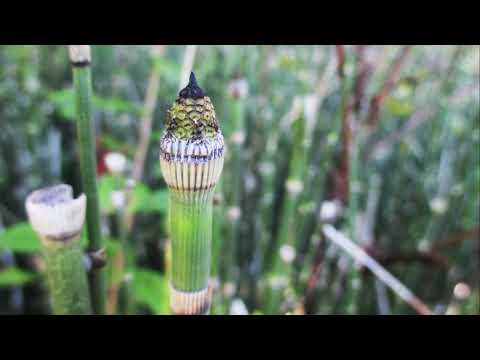 September Walk at the Durham Conservation Area