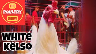 Poultry Show | Best of White Rooster | White Fowl