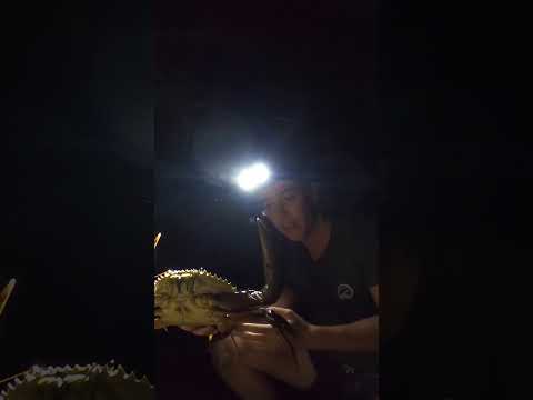 HUGE MUDCRAB Caught & Campfire Cooked