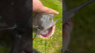 HOW TO Catch Catfish BANK Fishing!! #shorts #fishing #catfish