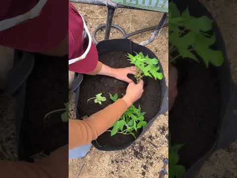 Planting sweet potato slips!