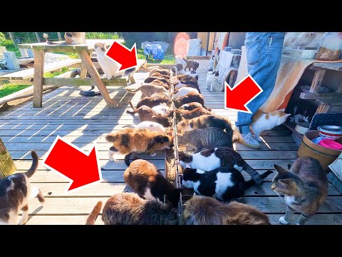 Japan's Cat Island🐈Tashiro island😻田代島🐈