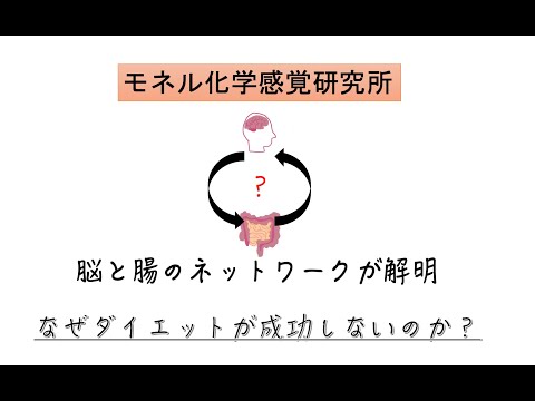 脳と小腸の新しいネットワークが解明