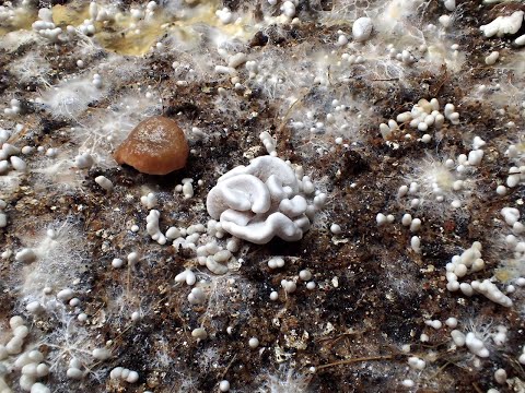 1st Flush of Enigma Mushrooms Starting to Pin 📍🍄 Funky looking Corals 🪸 Spawned with #unclebenstek