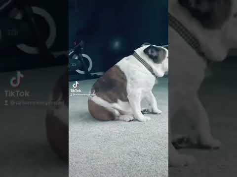 English Bulldog Weirdness