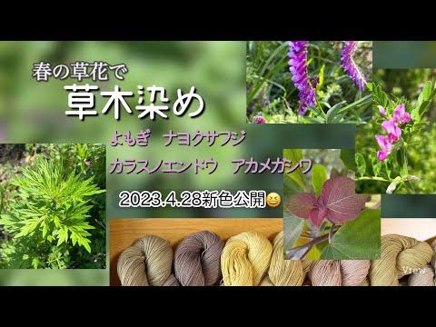 96.【草木染め】ヨモギ│ナヨクサフジ│カラスノエンドウ│アカメガシワ│2023.4.28新色公開