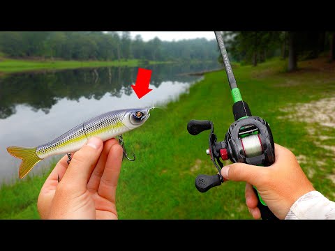 The $15 Swimbait EVERY Pond Fisherman Should Own