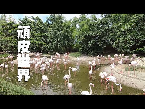 豪豪遊台灣-台南市學甲區-頑皮世界-南臺灣最大的野生動物園