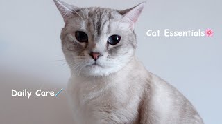 🇨🇦 | Cat Essentials & Daily Care | 新手養貓準備🎀寵物用品推介🧸每天睡前清潔步驟🪥養貓生活分享🐱 | 多倫多寵物 | LazyBeee