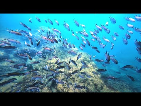 Snorkeling at Manazuru Mitsuishi Coast (Kanagawa) GoPro [4K]