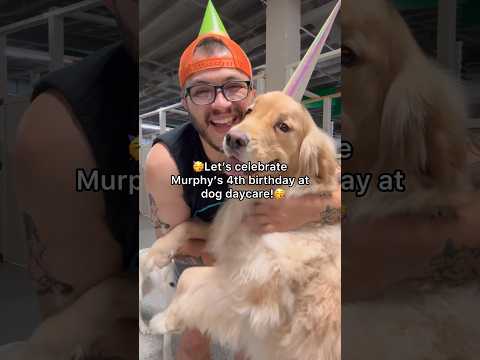 Let’s celebrate Murphy’s 4th birthday at dog daycare! #dogdaycare #dogshorts #goldenretriever