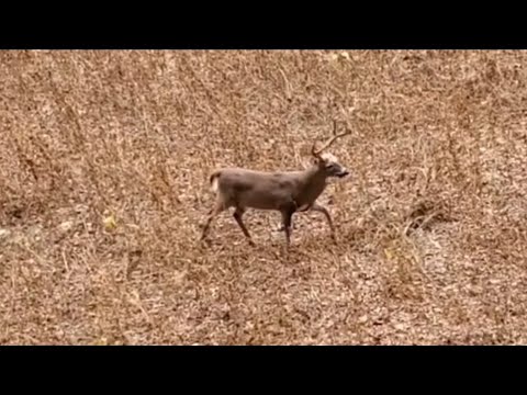 Mature Buck Gets a Rage In the Cage! #bigbuck #bowhunting #killaoutdoors #deerhunting #fyp #virginia