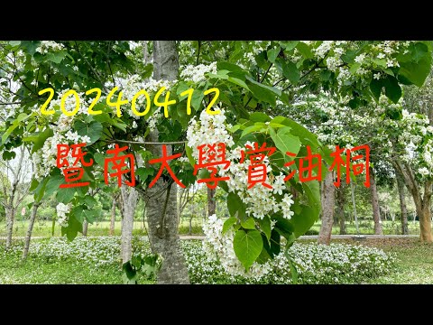 萬ㄟeye台灣20240412暨南大學賞油桐   4K