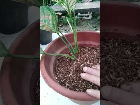 What banana peels can do to aglaonema after 30 days #shorts #organicfertilizer #naturalfertilizer