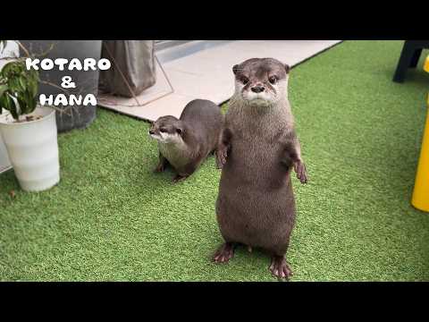 Otters Get Visit from Neighborhood Crows on the Balcony