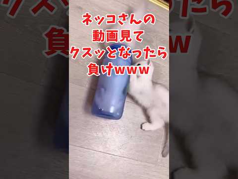 ネッコの動画見てクスッとなったら負けwww　#2ch動物スレ #動物 #猫 #shorts #2ch