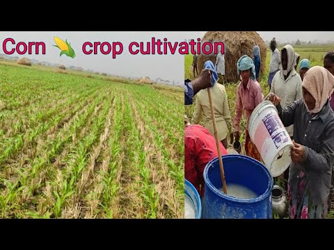 Corn 🌽 crop cultivation | Corn fertilizer | We love to do Farming | Organic Corn | Mokkajonna