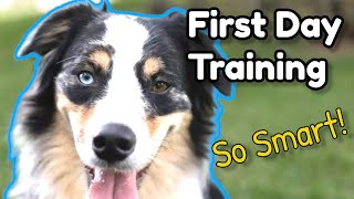 How to Train New Australian Shepherd! | First Lesson Amazing Results! | Obedience Training Aussie