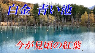 青い池と白金の紅葉【北海道　美瑛】