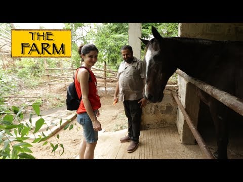 The Farm || Chennai