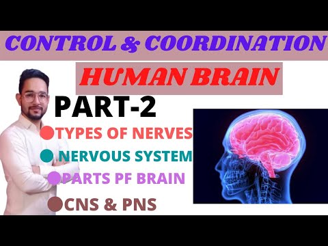 Human Brain (Parts & Functions) |Control & Coordination Class 10 | Cbse Biology Ch-7 | Fraz Khan