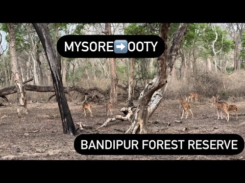 Mysore to Ooty || via Bandipur Forest Reserve || Nilgiris