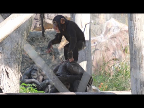 Maya is better at playing with children than Cooky and Arale.　　Noichi Zoo Chimpanzee 202411