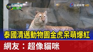 泰國清邁動物園金虎呆萌爆紅 網友：超像貓咪