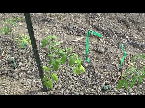 Vegetable Garden Tour May 25 2024