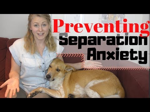 How to PREVENT SEPARATION ANXIETY in your DOG | InRuffCompany.com