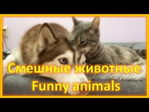 Не могу остановить смех! 😹😻 Смешные животные  Funny animals