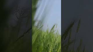 Bird's sound 🔊#relaxing sound#nature #gaon #punjab#shorts#shortsvideo#youtubeshorts#ytshorts