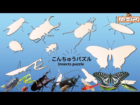 【昆虫のなまえ】リアルな昆虫パズルであそぼう！知育動画【赤ちゃん・子供向けアニメ】Insects puzzle for kids