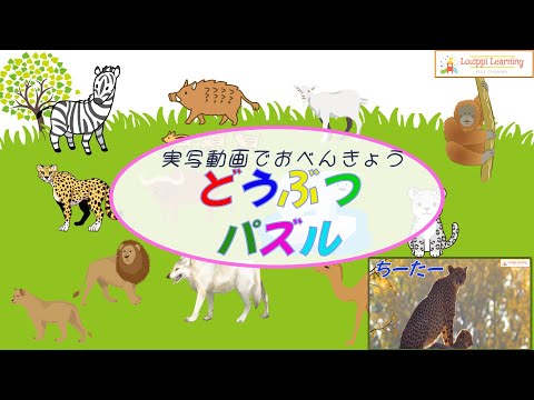 [Japanese] Animal puzzles & live-action videos 12 ① Flashcard videos Educational video for toddler