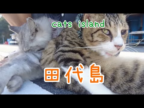 グルーミングタイム　Grooming Time【田代島】【２０２４秋】【猫島巡り】