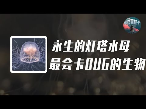 自然界最會卡BUG的生物！永生的燈塔水母，它到底有多神奇？