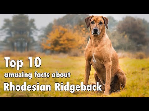 Fascinating Rhodesian Ridgebacks Facts | Unveiling the Secrets of this Unique Breed