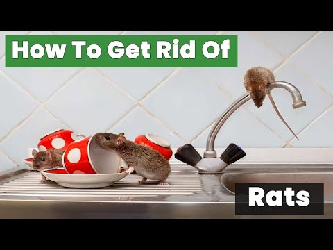 How to Get Rid of Rats Fast: Easy Steps Anyone Can Do