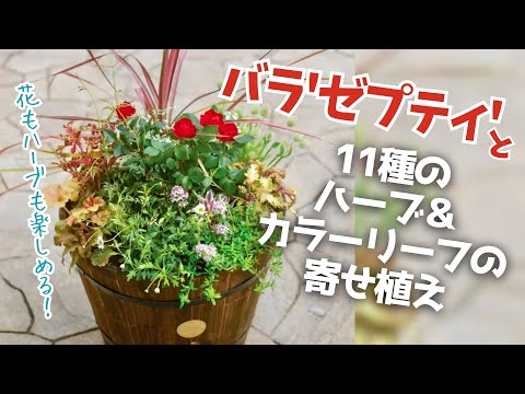 ミニバラ・ゼプティと11種の植物の寄せ植え #青山ガーデン #バラ #寄せ植え #ガーデニング #ゼプティ #カラーリーフ #ハーブ