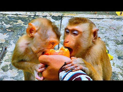 Beautiful Time..// Baby LUNO & Sister LUCY is having fun eating Apples and Milk.