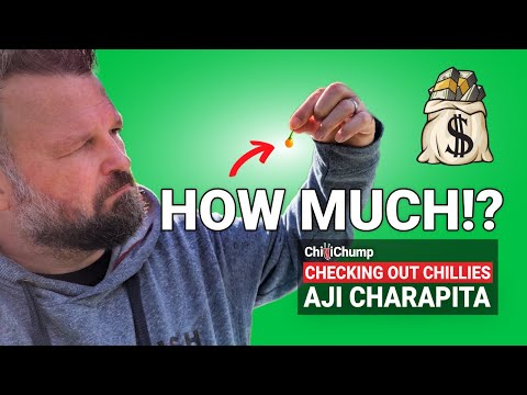 Worlds Most Expensive Chilli? Aji Charapita  - Episode 23