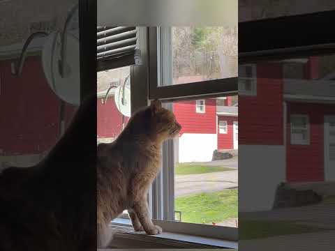 Have you seen Cat sneeze 🤣         #catvideos #cats #shorts