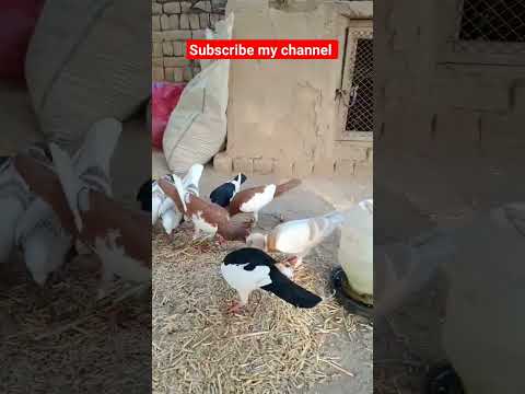 #beautiful #pigeon #comedyvideos #kabootar #homingpigeons #funnyshorts#shorts