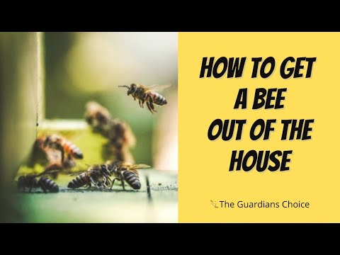 3 Ways to Get a Bee out of the House | How to Get a Bee out of the House | The Guardians Choice