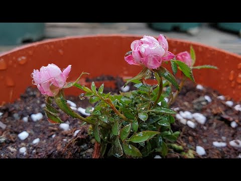 Transplanting roses | Repotting a miniature rose that I bought